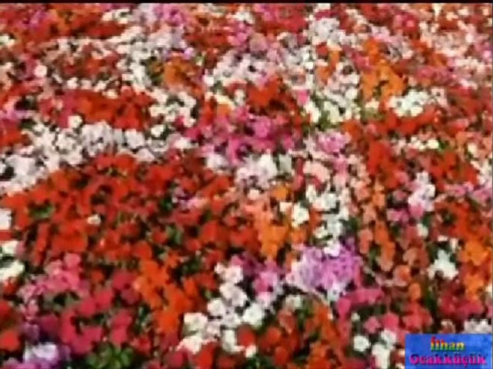 IHLAMURLAR ÇİÇEK AÇTIĞI ZAMAN