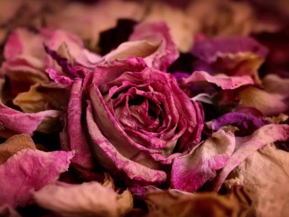 Çiğdem Yarkın-Ben Solmuş Bir Yaprak