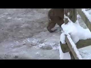 cute monkey famly with ace