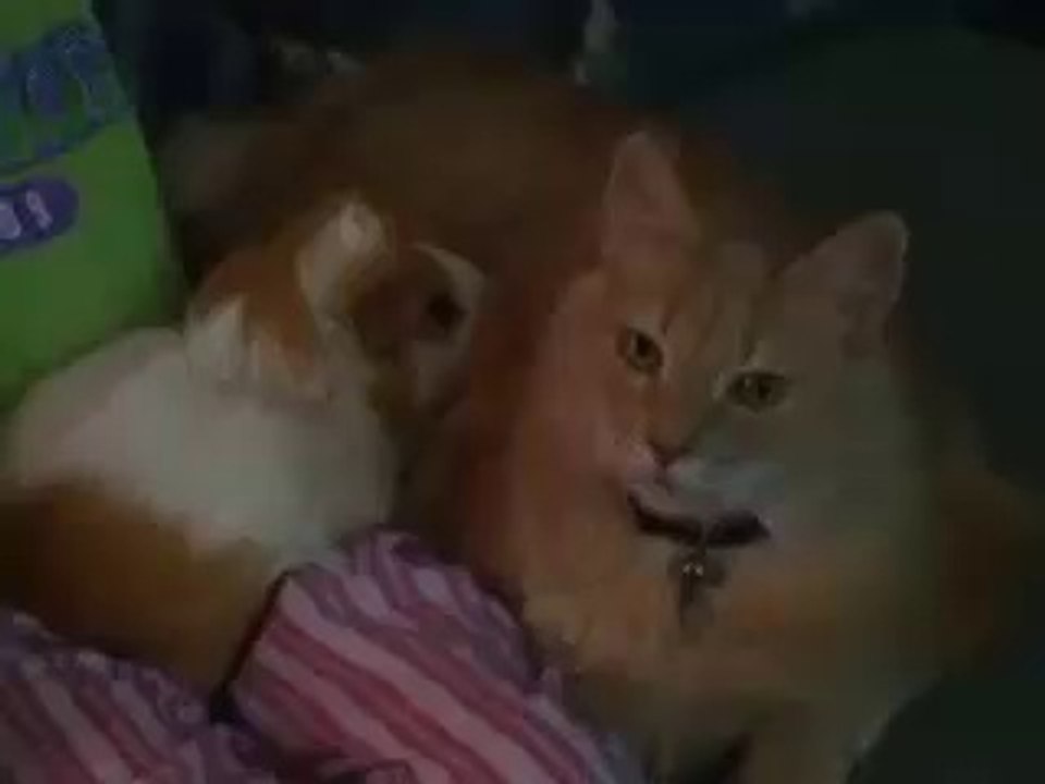 2 cats