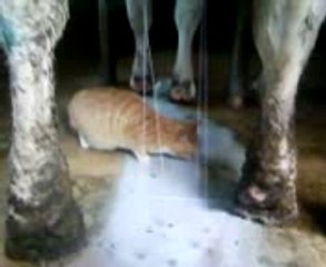 chat du quai de traite