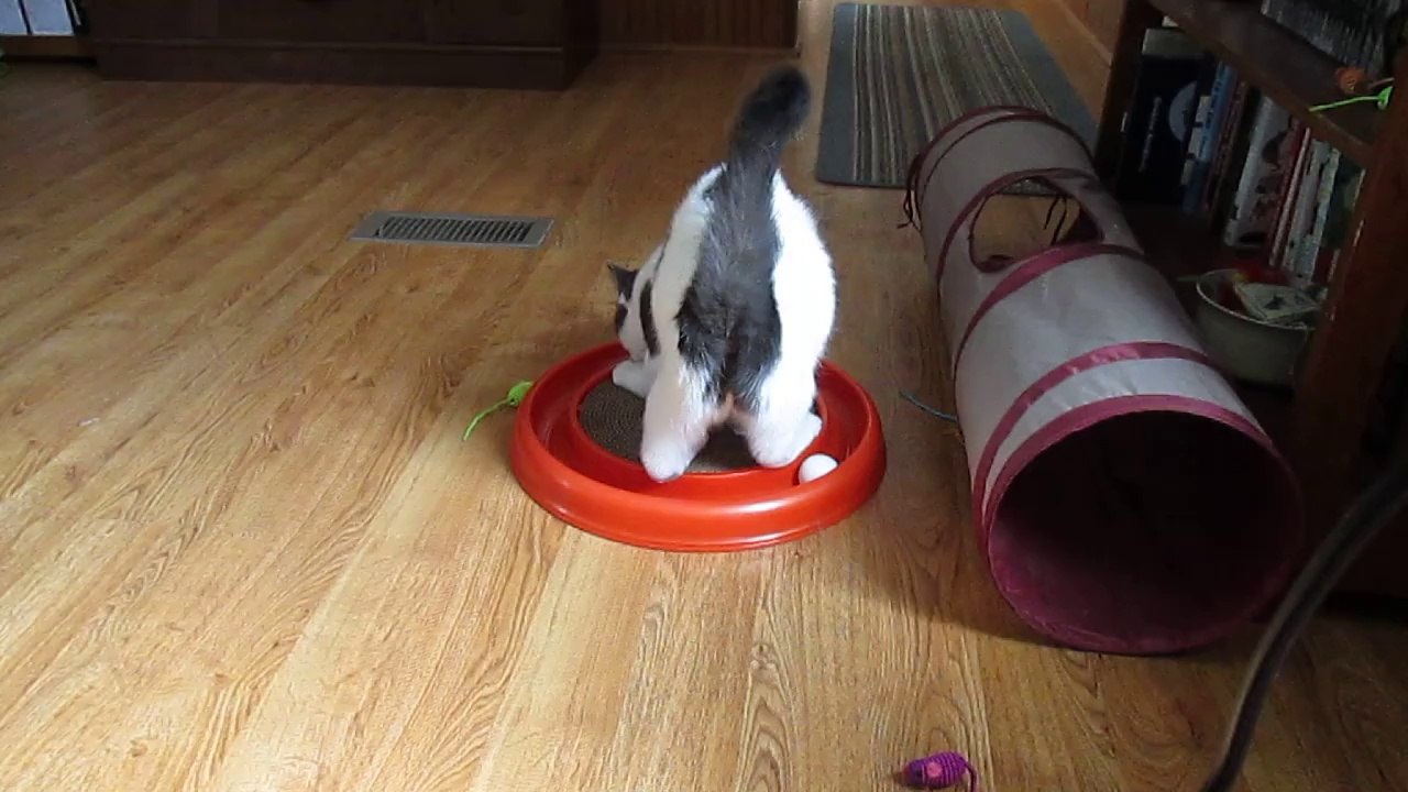 Paws Loves His New Ball & Track