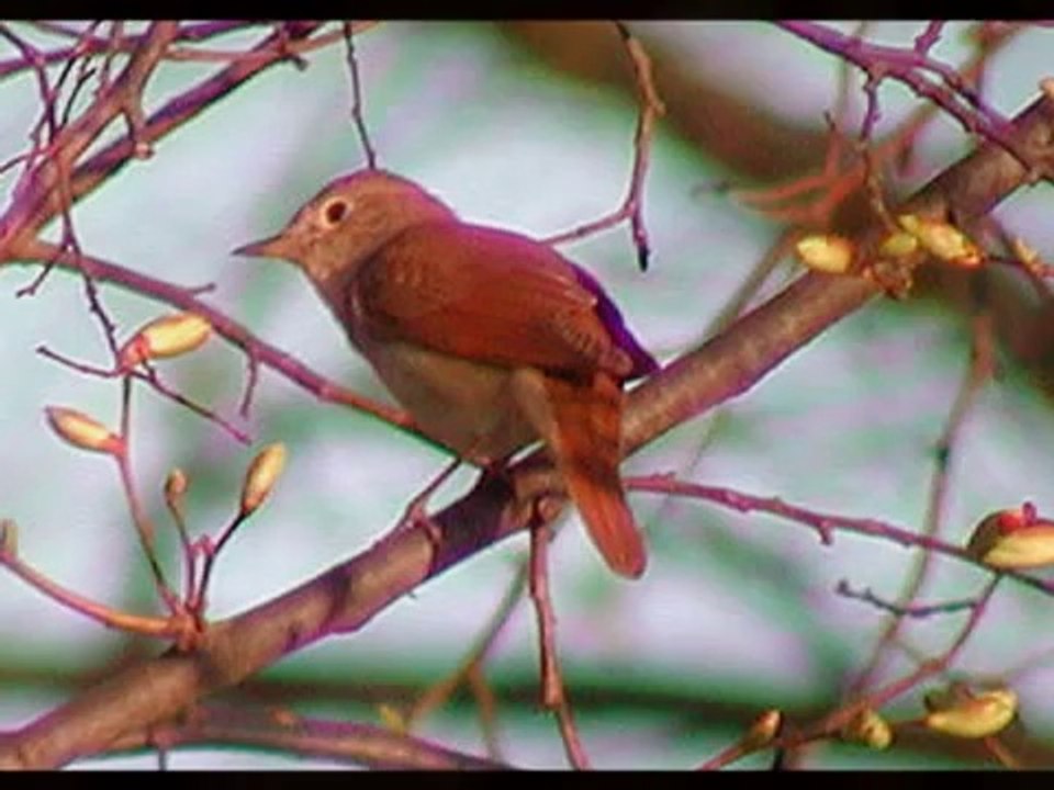 Kemal Mısırlı - Güller soldu Bülbüller sustu