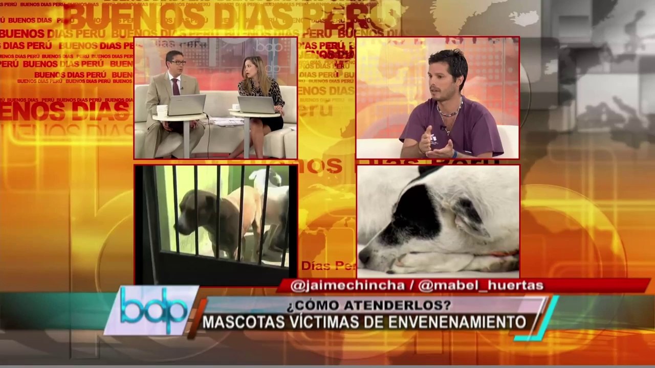 Sepa cómo salvar a sus mascotas si son víctimas de envenenamiento