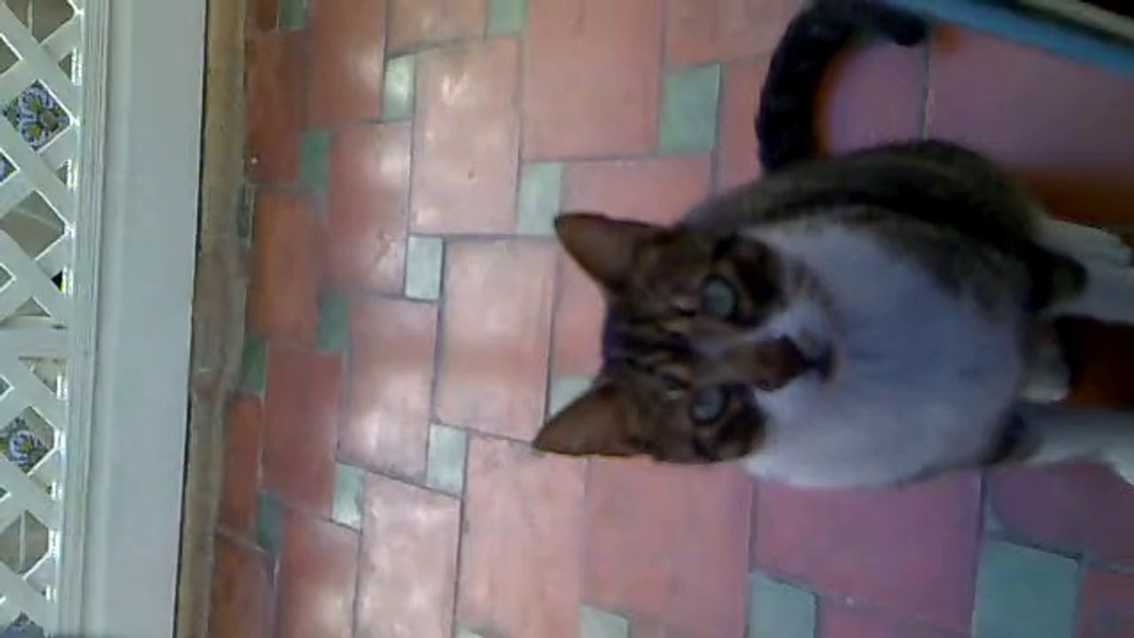 chat calin cherche calin