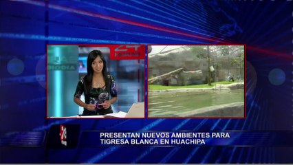 Civa Sumac: primera tigresa de bengala nacida en Perú entrenó nueva 'suite'