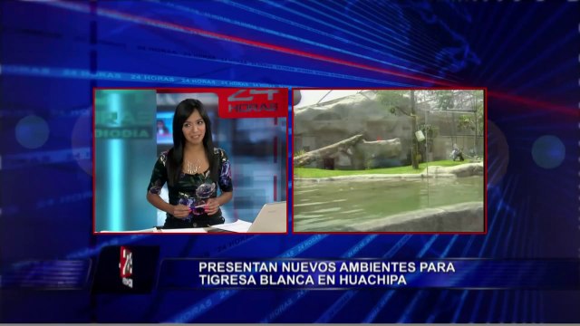 Civa Sumac: primera tigresa de bengala nacida en Perú entrenó nueva 'suite'