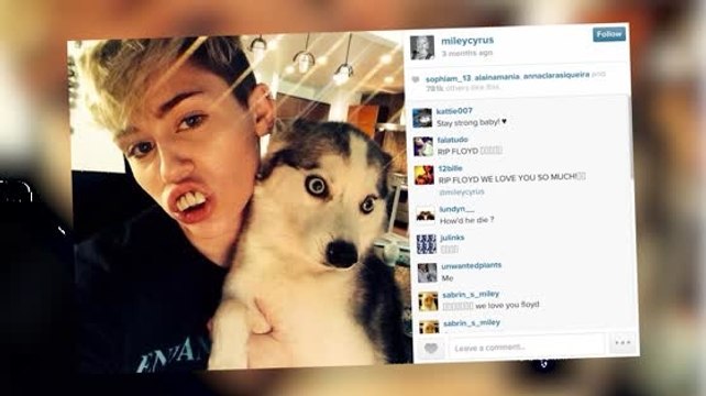 Miley Cyrus Breaks Down While Singing 'Landslide' Tribute To Late Dog