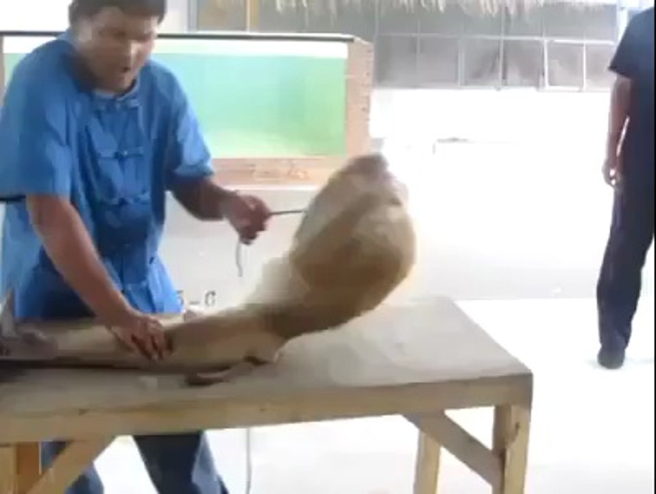 Monkey in action