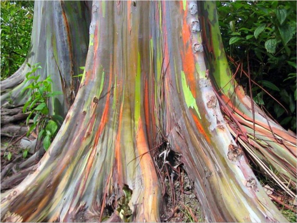 Naturaleza Impresionante
