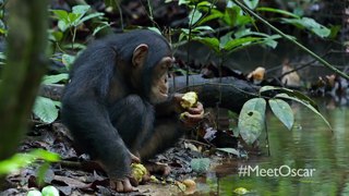 Chimpanzee Savor the Flavor Clip