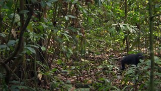 Chimpanzee Teaser Trailer