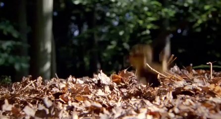 Disney Nature plants a tree for Earth Day! (HQ)