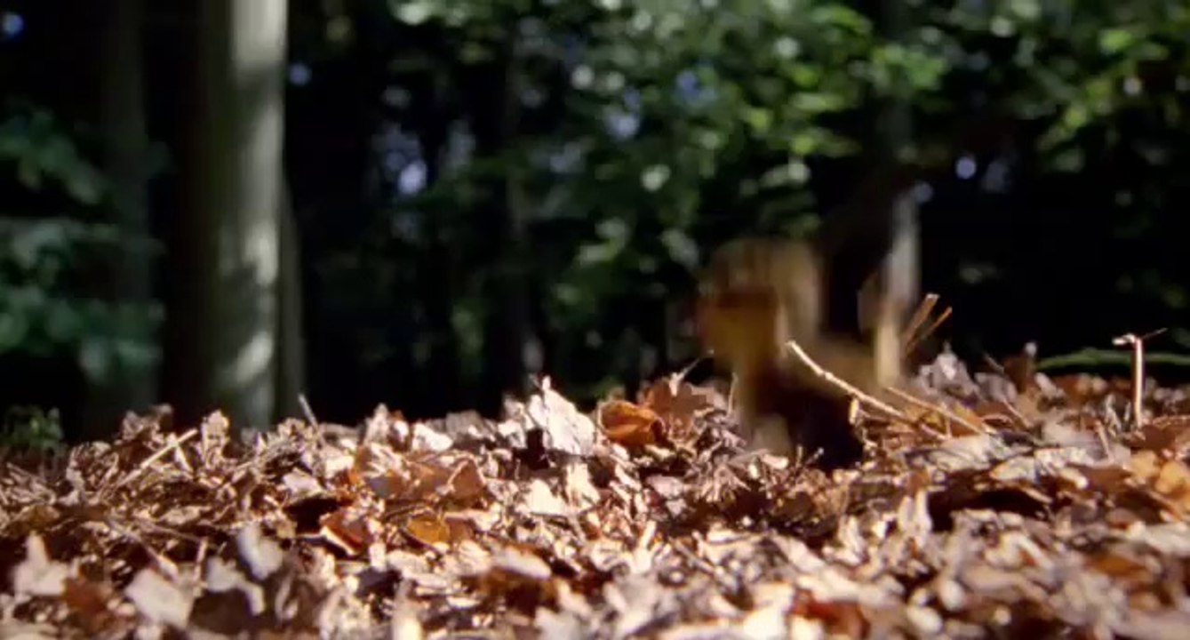 Disney Nature plants a tree for Earth Day! (HQ)