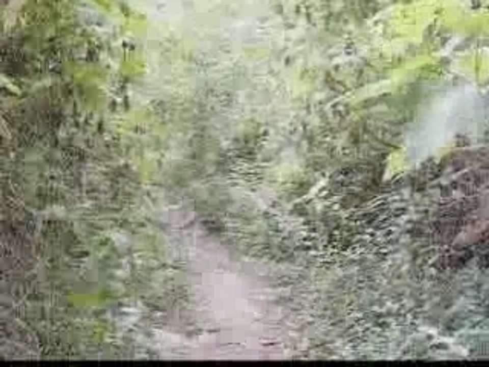 la crevette d'acier - clip