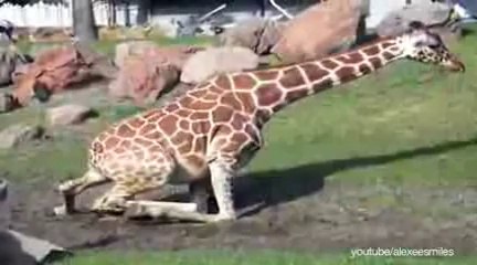 10 Fun fact about sleeping