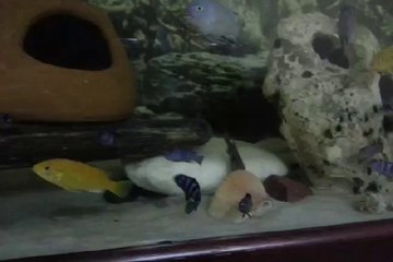 sarı prenses ağzı dolu