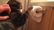 Un chat mignon déroule tout le papier toilette.