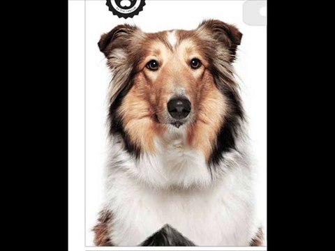 Ballet Harlem Shake (Extended Mix) - ballerobica.com