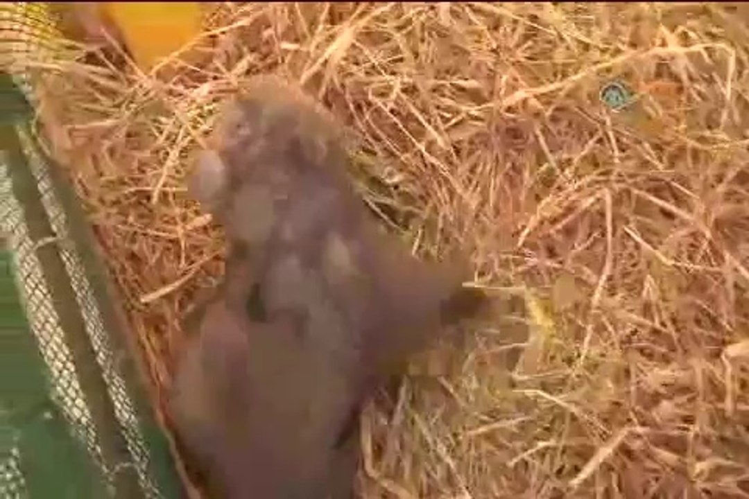 Şanslı, bir ay sonra doğal ortamına kavuşacak