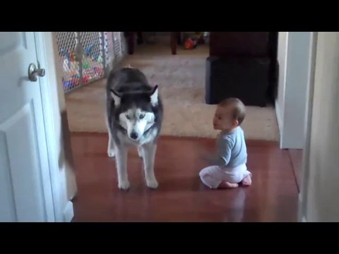 Husky Imitates Baby - Funny Adorable Video
