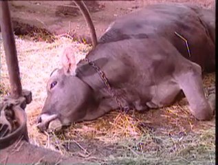 3-Beslenmeden Doğan Metabolik Hastalıklar.