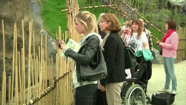 Les deux pandas belges sont maintenant visibles