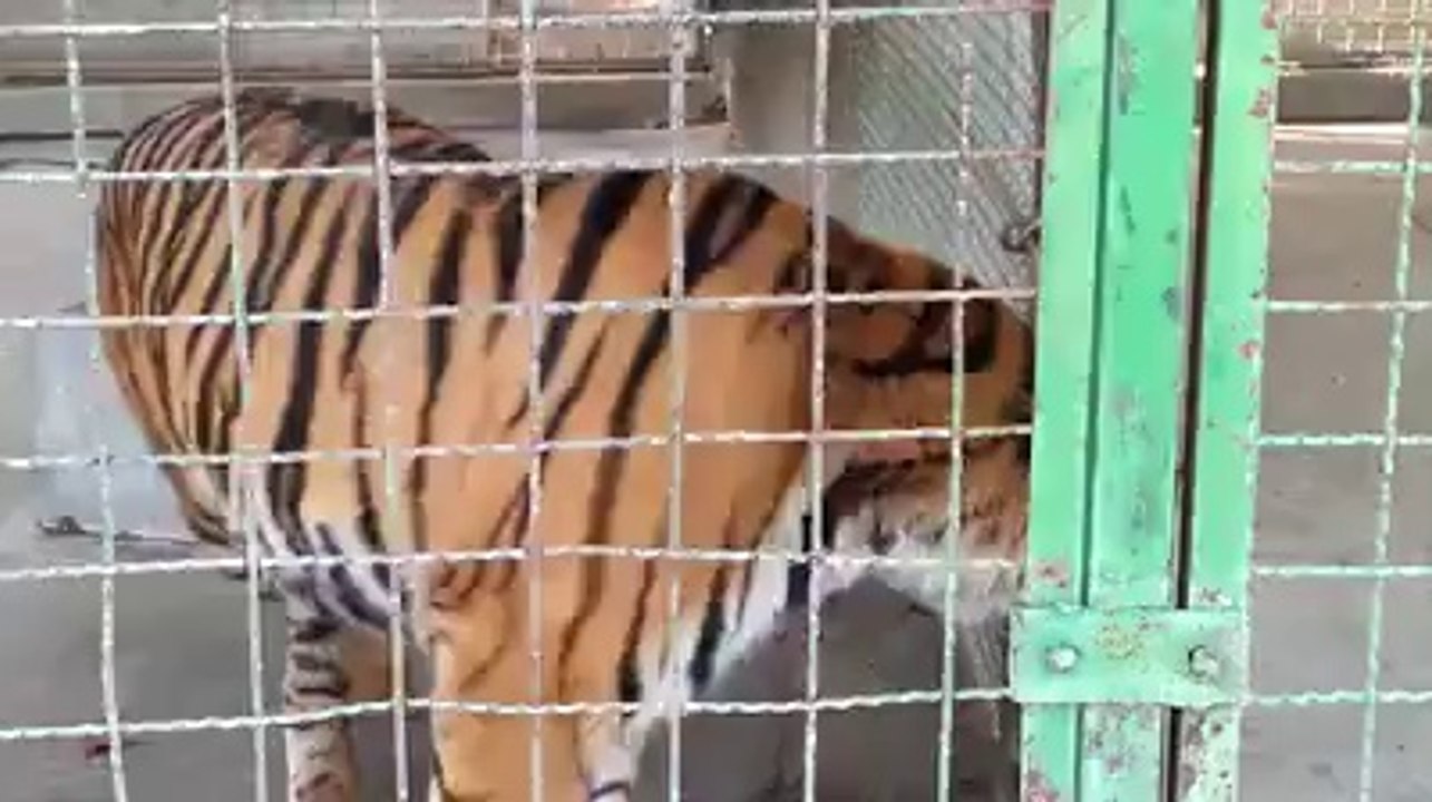 Kaplan Ya Ali Ya Ali diye bağırıyor 1