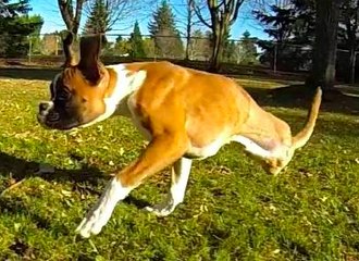 Duncan, le chien à deux pattes - ZAPPING ACTU DU 04/04/2014