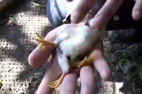 Üç ayaklı civciv, şaşırttı