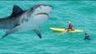 Shark bites leg: man killed in Maui shark attack