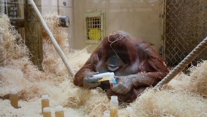 Extrait 26 Paris MashUp : Le goûter de Nénette