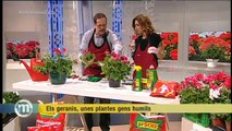 TV3 - Els Matins - Els geranis, unes plantes no gens humils