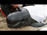 Beached whales: how the stranding happens