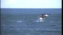 Orca asesina compasiva