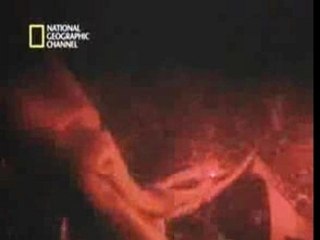 Buceando con calamares