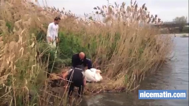 Sauvetage d'un nid de cygnes menacé par la montée du Var à Saint-Laurent
