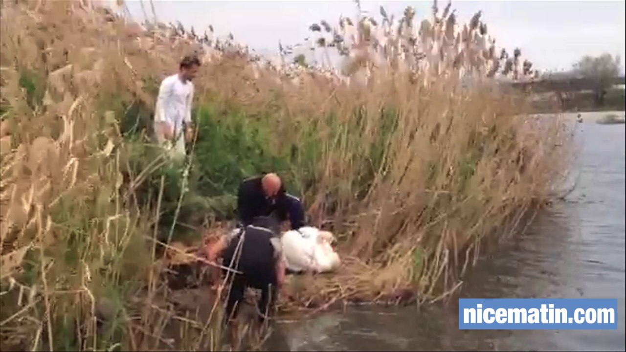 Sauvetage d'un nid de cygnes menacé par la montée du Var à Saint-Laurent