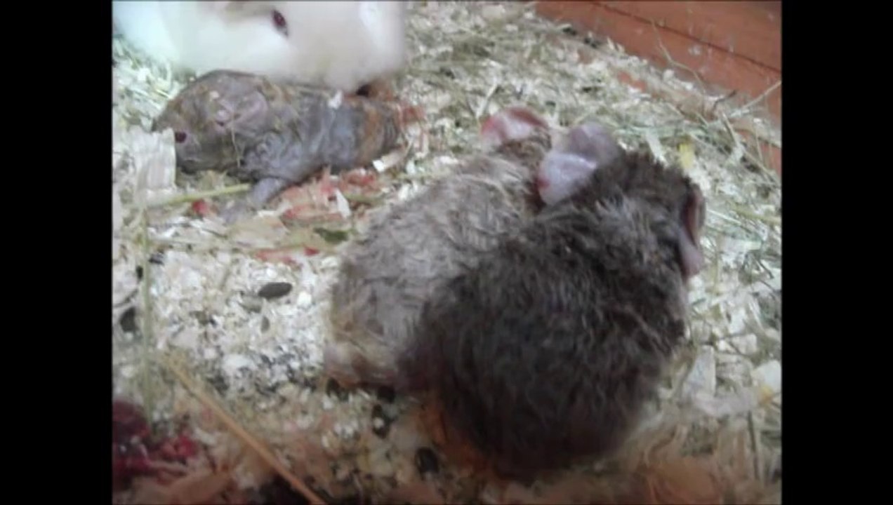 Mise bas de Kénya, cochon d'inde