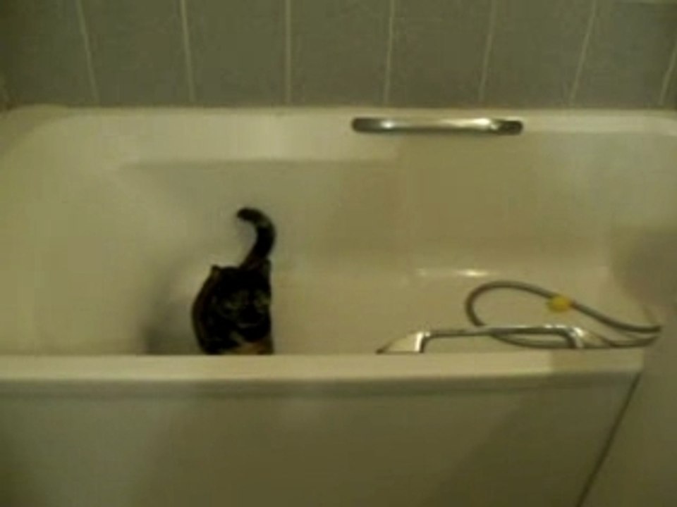 Chat dans une baignoire