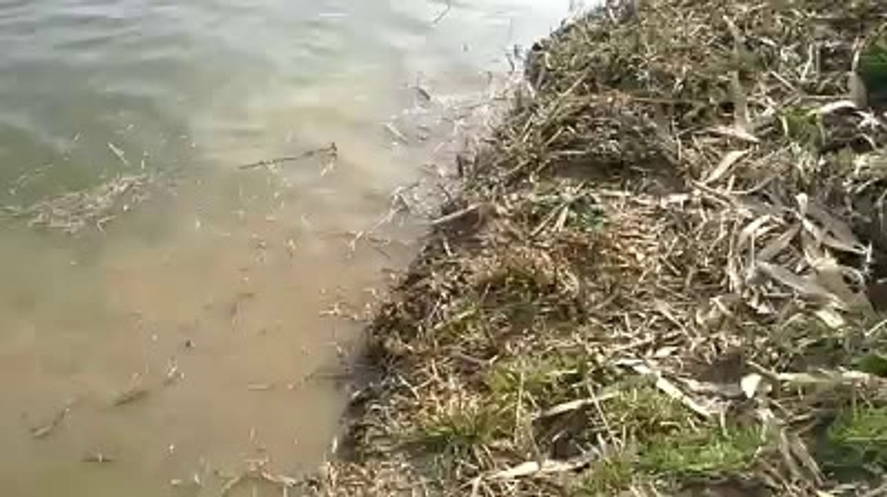 Populare cu peste lac Santejude (Cluj)