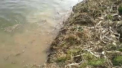 Populare cu peste lac Santejude (Cluj)