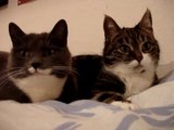 The two talking cats - YouTube