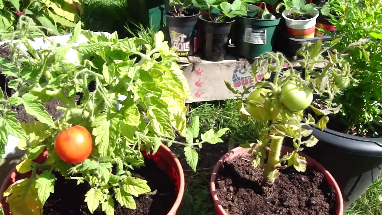 MEGABITE F1  TOMATO