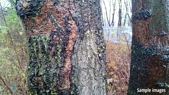 Sony Xperia Z2 Tablet Review