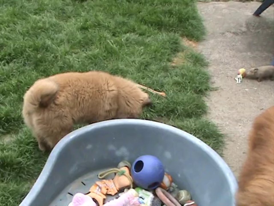 Ienisseï et Vérones jouent et Lahis observe Psychopathe, la chat des voisins