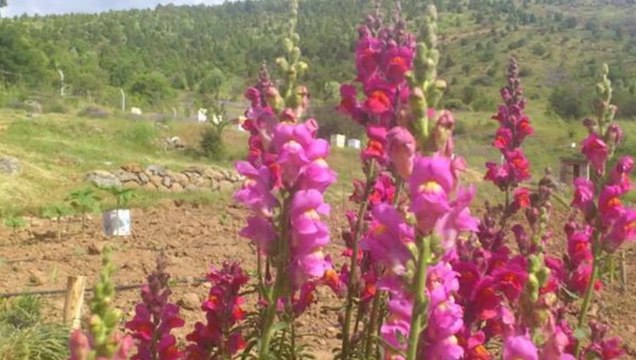 Seydişehir Kozlu Köyü Selvi Boylum Al Yazmalım Fon Müziği