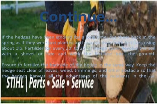 Trimming Hedges and Their Features