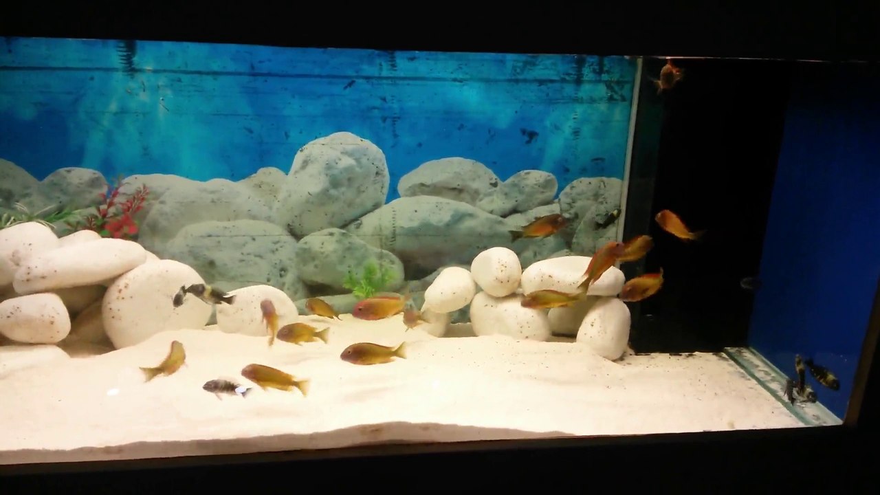 Tropheus-ANKARA,Fatih BÜLBÜL