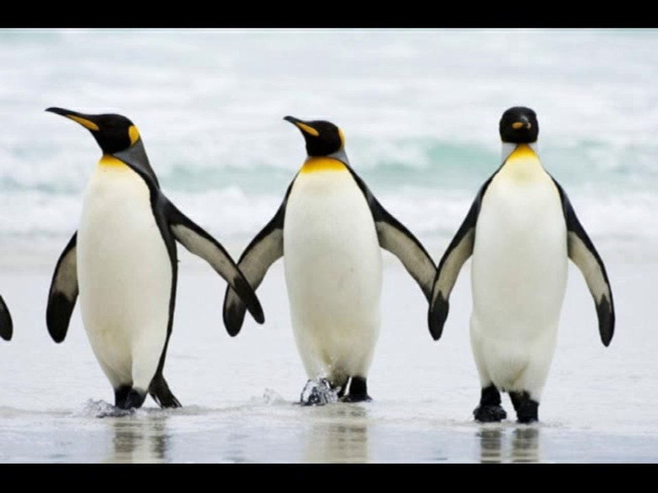 Comment dessiner un pingouin (Parodie N...)